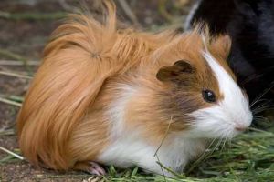 Porcuşori de guineea spre adopţie. Eşti interesat?