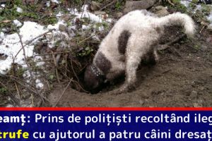 Neamţ: Prins de poliţişti recoltând ilegal trufe cu ajutorul a patru câini dresaţi