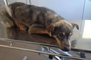 Ecarisajul din Alba Iulia ÎNCHIS pentru CARANTINĂ după ce au fost capturaţi câini bolnavi de Jigodie, din oraş. Cetăţenii sunt avertizaţi să-şi vaccineze de urgenţă animalele!