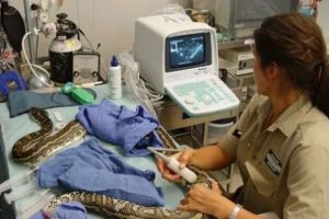 Un piton de aproape 6 metri, în libertate. Autorităţile sunt ÎN ALERTĂ