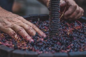 Sfaturi de la specialişti : Cum obţii un VIN DE CASĂ DE CALITATE ?