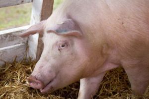 Material informativ despre pesta porcină africană