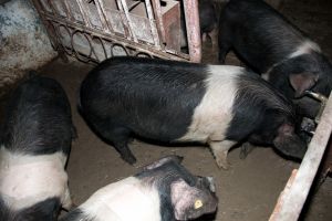 Schema de ajutor destinată crescătorilor de porci din rasele Bazna şi Mangaliţa, deschisă permanent pentru înscriere