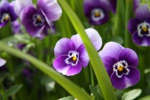 Trei fraţi pătaţi (Viola tricolor) – beneficii şi proprietăţi