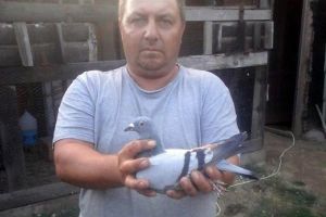 Campionatul porumbeilor voiajori: Papp Zoltan a câştigat Maratonul Naţional Frankfurt şi Samuel Bochiş etapa de viteză-demifond Paprika