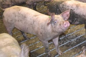 Patru noi focare de pestă porcină în Bihor!