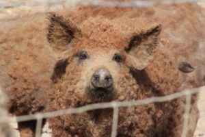 Împrumuturi pentru crescătorii de porci din rasele Bazna şi Mangaliţa. Guvernul a aprobat schema de ajutor