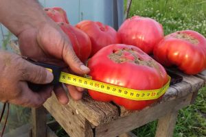 Roşii uriaşe în ferma lui Florentin Bodiu din Dumitra. Cine se va bucura de ele (FOTO)