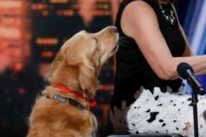 VIDEO. Este FASCINANT cum a CUCERIT câinele Oscar JURIUL celebrului show  America`s Got Talent