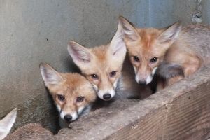 O familie de vulpi roşcate, de la Valea lui Mihai, la Zoo Oradea (FOTO)
