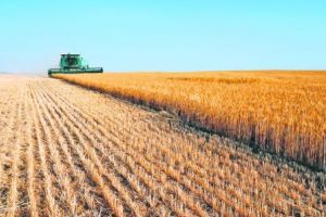 România a pierdut din pieţele tradiţionale din afara spaţiului comunitar. Exporturi mai mici de grâne anul acesta