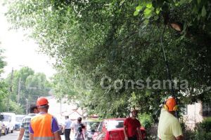 Licitatie la Transelectrica: O firma din Satu Mare va indeparta vegetatia din statiile ST Constanta, CE Tulcea si CE Galati (document)