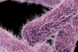 Cereale infestate cu SALMONELA. Peste 100 de oameni au fost INFECTAȚI
