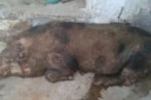 Alertă la Răcăşdia! Gospodărie atacată de o haită de câini! Patru porci sfâşiaţi de maidanezi!