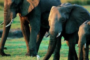 Masă îmbelşugată la cantinele pentru elefanţi