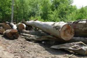 Peste 500 de DOSARE PENALE, într-o lună, pentru DEFRIȘĂRI ILEGALE