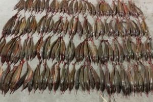 Judetul Tulcea. Ambarcatiune controlata pe bratul Chilia. Ce au descoperit politistii de frontiera   