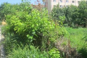 City managerul Robert Kristof, responsabil cu ambrozia