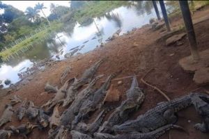 GROAZA a pus stăpânire pe oameni. Sute de animale au fost ucise într-un acces de furie. 