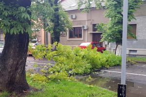 Furtună în Oradea: Trei copaci au fost doborâţi de vânt, unul a căzut peste două maşini (FOTO/VIDEO)