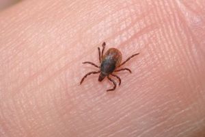 Căpuşele, atrase de oamenii care au grupa sangvină A