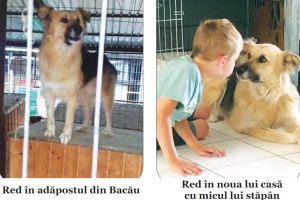 Cum au ajuns maidanezii din Bacău vedete în Occident