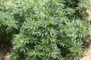 Culturi de cannabis descoperite în judeţ; doi bărbaţi de 64 şi 71 de ani, duşi la audieri