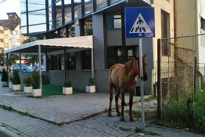 FOTO, ȘTIREA TA. Un cal ”aşteaptă” deschiderea uneia dintre cele mai cunoscute şi apreciate cafenele din Alba Iulia