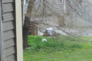 Tatal si fiica au fost surprinsi facand sex de un vecin, in gradina unei case! Ce a urmat e uluitor