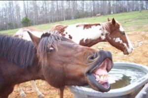 CULMEA GHINIONULUI. A fost lovit de cal, iar în drumul spre spital a făcut accident. 