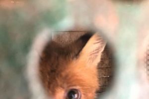 Percheziţii. Animale captive şi congelate descoperite la braconieri