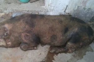 Atacul câinilor fără stăpân: patru porci au fost ucişi de animalele lihnite de foame