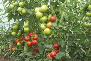 Plăţi pentru cultivarea de tomate în spaţii protejate
