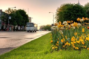 Concurs de frumuseţe inedit! Care sunt cele mai frumoase spaţii verzi din municipiul Satu Mare?