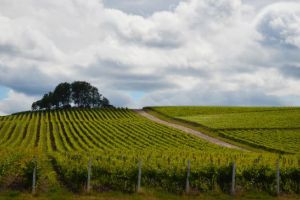 Cea de-a patra ediţie a campaniei „Vin de casă din must de la Jidvei” marcată prin lansarea unui nou sortiment: must roze