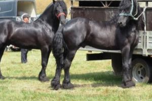 Prinşi cu doi cai furaţi