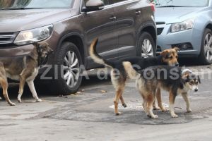 Primaria Constanta pregateste o noua achizitie a serviciului de capturare a cainilor fara stapan  