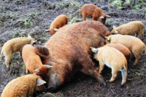 Gorjul a furnizat purcei din rasa Mangaliţa către Olt, în cadrul Programului Guvernamental