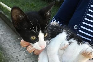 Violenţă extremă. Un copil, acuzat că a omorât cu bestialitate un pui de pisică. Fapta nu e singulară