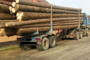 Milioane de locuitori sunt afectaţi de jaful pădurilor din România. Americanii intervin în stoparea dezastrului