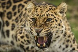 Doar 84 de exemplare de leopard de Amur mai traiesc in salbaticie