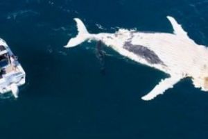 Video şocant! Rechinii devorează o  BALENĂ aproape de o plajă faimoasă