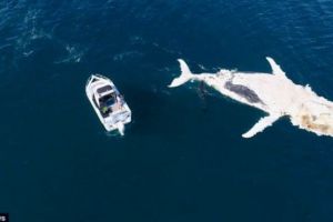 Video şocant! Rechinii devorează o BALENĂ aproape de o plajă faimoasă