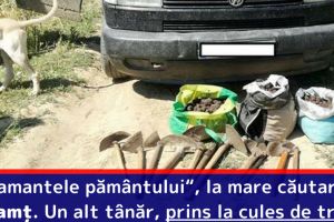 „Diamantele pământului“, la mare căutare în Neamţ. Un alt tânăr, prins la cules de trufe