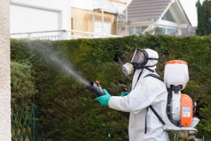 Ecosal pregăteşte noi dezinsecţii la sol şi aviochimice