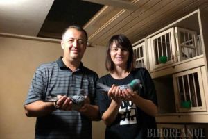 Campionatul porumbeilor voiajori: Familia Tunduc câştigă etapa de fond Strakonice, iar Gergely Vasile etapa de viteză Budapesta