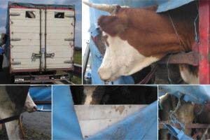 Vaca de pe autostrada Timisoara – Lugoj