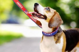 Gestul INCREDIBIL al unui căţel. I-a SALVAT viaţa