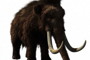 SENZATIONAL: Mamutii au trait pe meleagurile Horezului