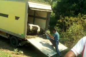 „Noaptea minţii” în comuna Scrioaştea – Teleorman. Camelia, o vacă moartă, ţine mii de oameni sub ameninţarea unei epidemii